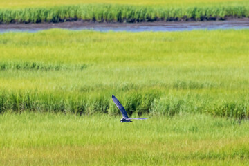 Wall Mural - gliding in the field