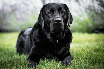 black labrador retriever