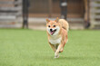 © studio Hoto - ドッグランで遊ぶ柴犬