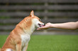 © studio Hoto - おやつやエサをもらう柴犬