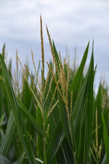 Wall Mural - Corn Tassel