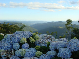 blue sky and green trees