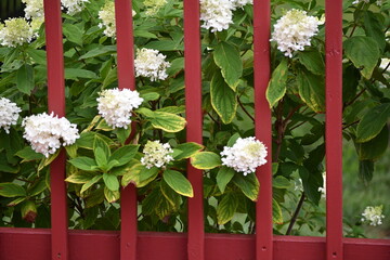 Canvas Print - Flower Blooms Peeking Through Red Deck Rails