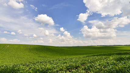 Wall Mural - Endless green field of sweet sugar beet growing with blue sky background