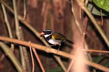 orange billed sparrow 2