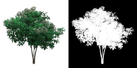 Wall Mural - Front view of floral plant (Heptacodium miconioides) png with alpha channel to cutout 3D rendering