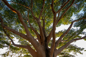 Canvas Print - Branches of trees in the park.