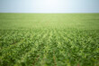 © zequinao - Soy crop field row close up shallow focus on plants and a blue sky background