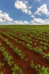 Wall Mural - Rows of young soy plants in a field on a blurred background