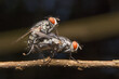 Flies reproduction