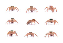 Set Collection Jumping Spider Isolated On White Background.