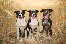 Three Border Collie Dogs Sitting In A Wheat Field In The Summer At Sunset