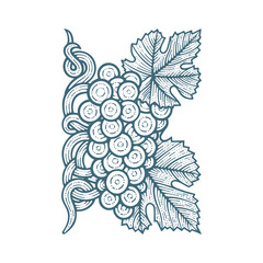 Grape bunch, vine and leafs. Grapevine vintage style hand drawn vector illustration. Part of set.