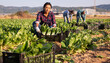 Positive hispanic woman farmer gathering harvest of organic chard