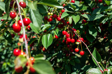 Tree branch with green leaves twig and many red ripe tasty juicy dessert cherry berries growing. Natural eco fruit garden background. Organic nutritious food background on bright sunny day