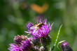fly siting on purple thistle