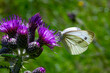 white butterfly on purple thistle flower