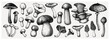 Edible mushrooms vector illustrations collection. Hand-drawn food drawings. Forest plant sketches. Perfect for recipe, menu, label, icon, packaging, 