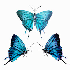 Poster - Collection of vector hand drawn realistic blue butterflies on white