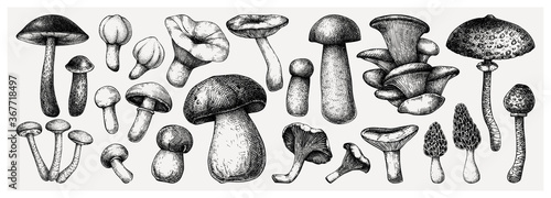 Fotografía Edible mushrooms vector illustrations collection