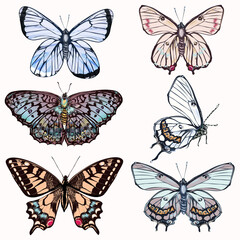 Poster - Set of vector realistic butterflies for design in vintage style