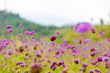 Wall Mural - The flower in the garden. The background image of the colorful flowers, Flowers and cactus In the botanical garden. Verbena field nature background , colorful flowers purple blooming in garden