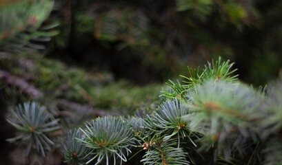 Wall Mural - Green spruce branches, blurred bokeh background, close-up. Green natural background.