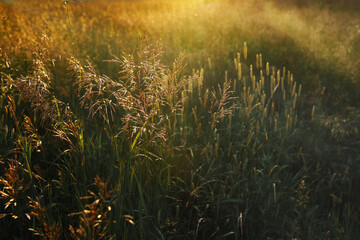 Art Summer Background. Sunrise On The Meadow