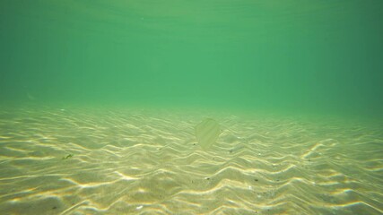 Wall Mural - Underwater light creates a beautiful veils, consisting of sunlight. Underwater ocean waves and sand. 