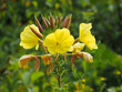 Yellow flowers and buds on an evening primrose plant, Oenothera biennis