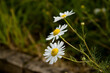 flowers of daisies up close