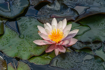 Pink water lily or lotus flower Marliacea Rosea in garden pond. Close-up of Nymphaea with water drops above blue-green leaves.  Flower landscape for nature wallpaper with copy space. Selective focus