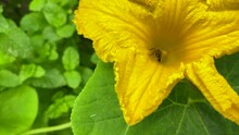A Bees Pollinate The Yellow Pumpkin Flower While Drinking Nectar.