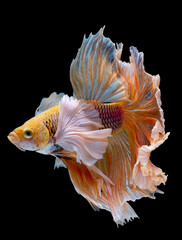 Wall Mural - Siamese betta fighting fish with main color of yellow white and blue swim on dark background. Concept of aggressive animal and appear to show strong power.