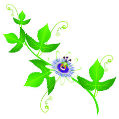 Wall Mural - Passion fruit flower on a branch with leaves on a white background.