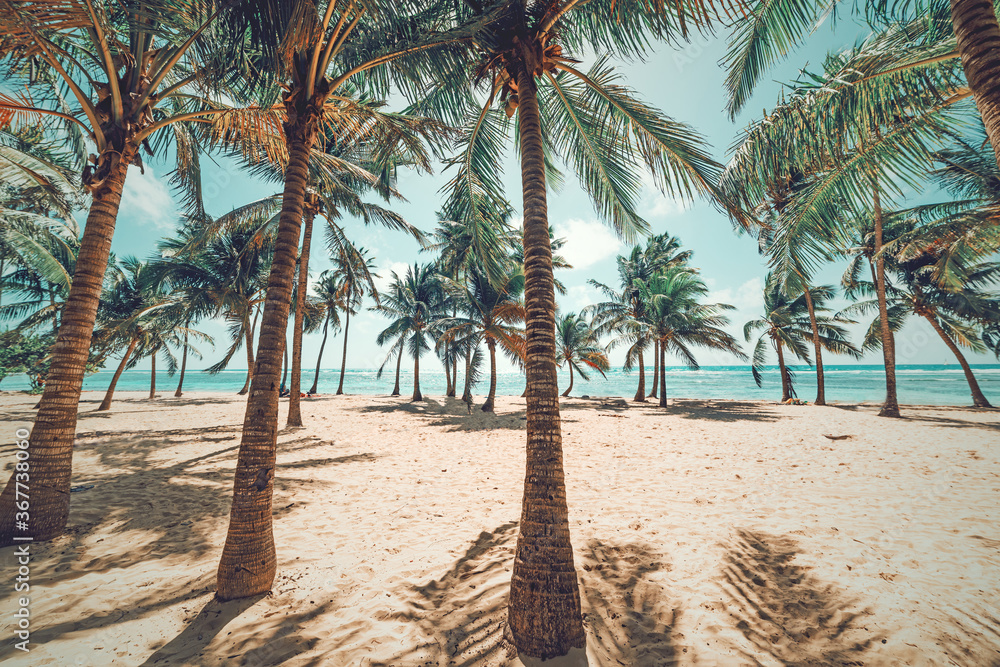 Palm trees and white sand in Bois Jolan beach - obrazy, fototapety, plakaty 