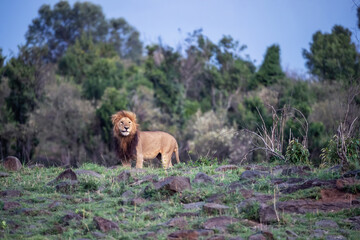 Wall Mural - Watchful prime male lion in the Masai Mara, Kenya