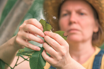 Wall Mural - Female farmer examining walnut tree branches and leaves for common pest and diseases