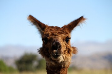 Sticker - Closeup shot of a brown llama head on a blurred background