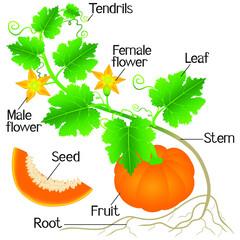 Wall Mural - An illustration showing parts of a pumpkin plant.