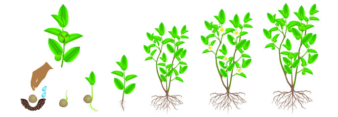 Wall Mural - Cycle of growth of green tea (camellia sinensis) plant on a white background.