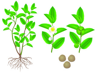 Wall Mural - Parts of green tea (camellia sinensis) plant on a white background.