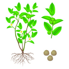 Wall Mural - Illustration showing parts of green tea (camellia sinensis) on a white background.