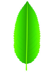 Canvas Print - Fresh green tea leaf isolated on a white background.