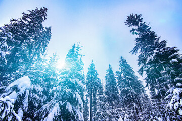 Impassable snowy winter forest road with firs