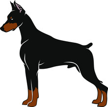 Simple Vector Of Doberman Pinscher Dog