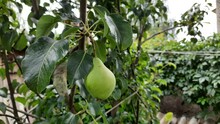 Unripe Green Pear On Tree Branch