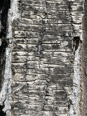 Wall Mural - Vertical shot of a dried wood bark