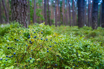 Blueberries in the forest