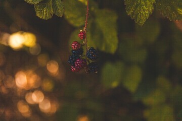 Canvas Print - Selective focus shot of ripe and unripe blackberries growing on a bush - perfect for wallpaper